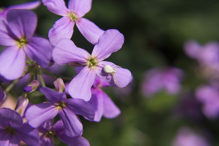 Лунник оживающий