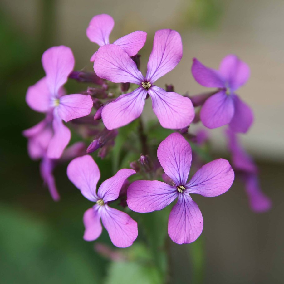 Лунария растение Лунник