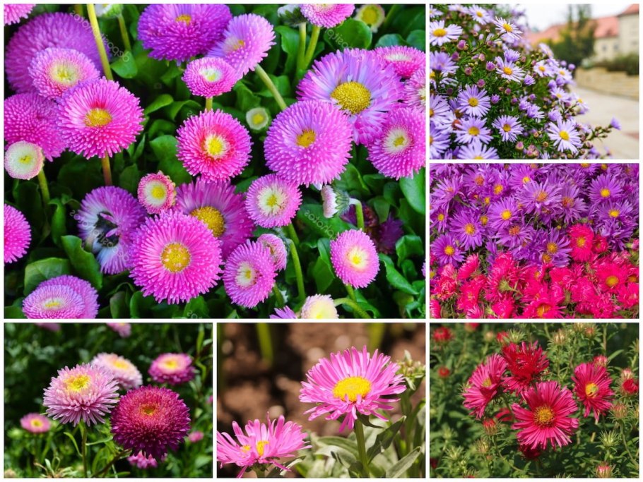 Поздноцветущие многолетники