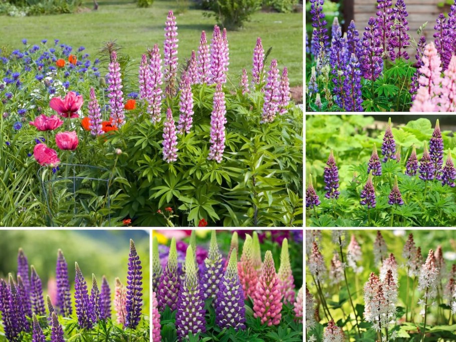 Многолетники для Урала