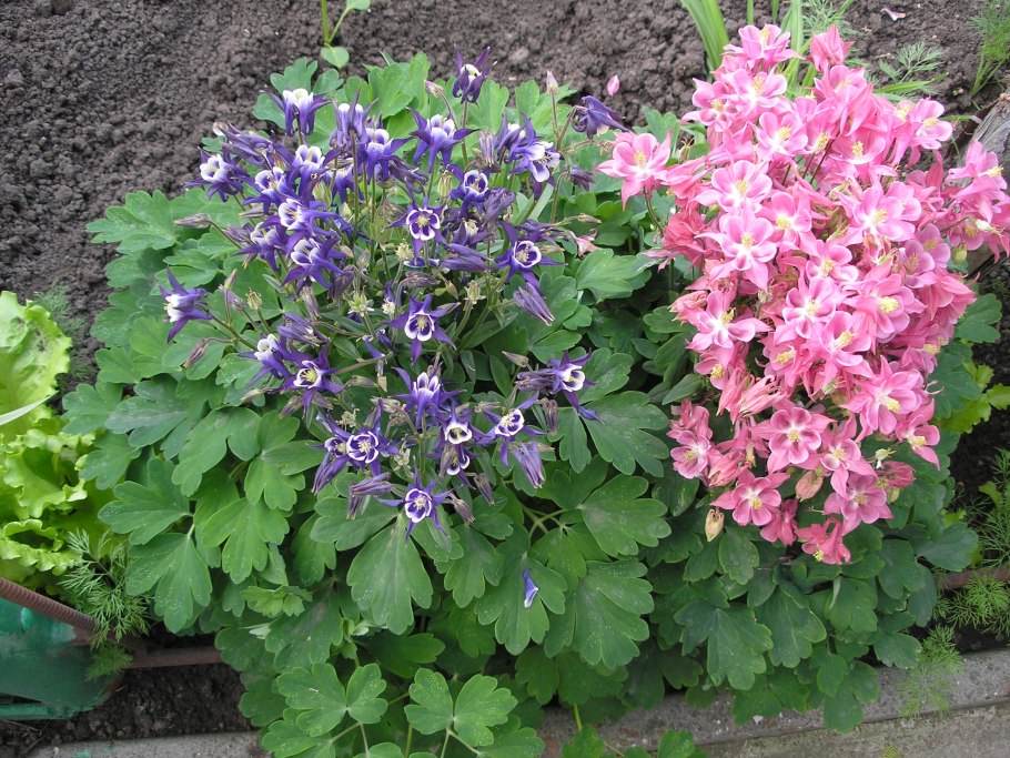 Аквилегия водосбор клумба