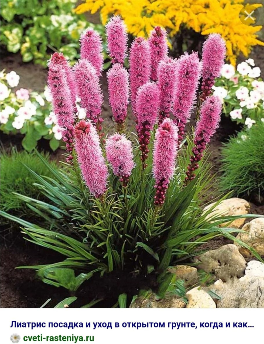 Лиатрис гайфитер