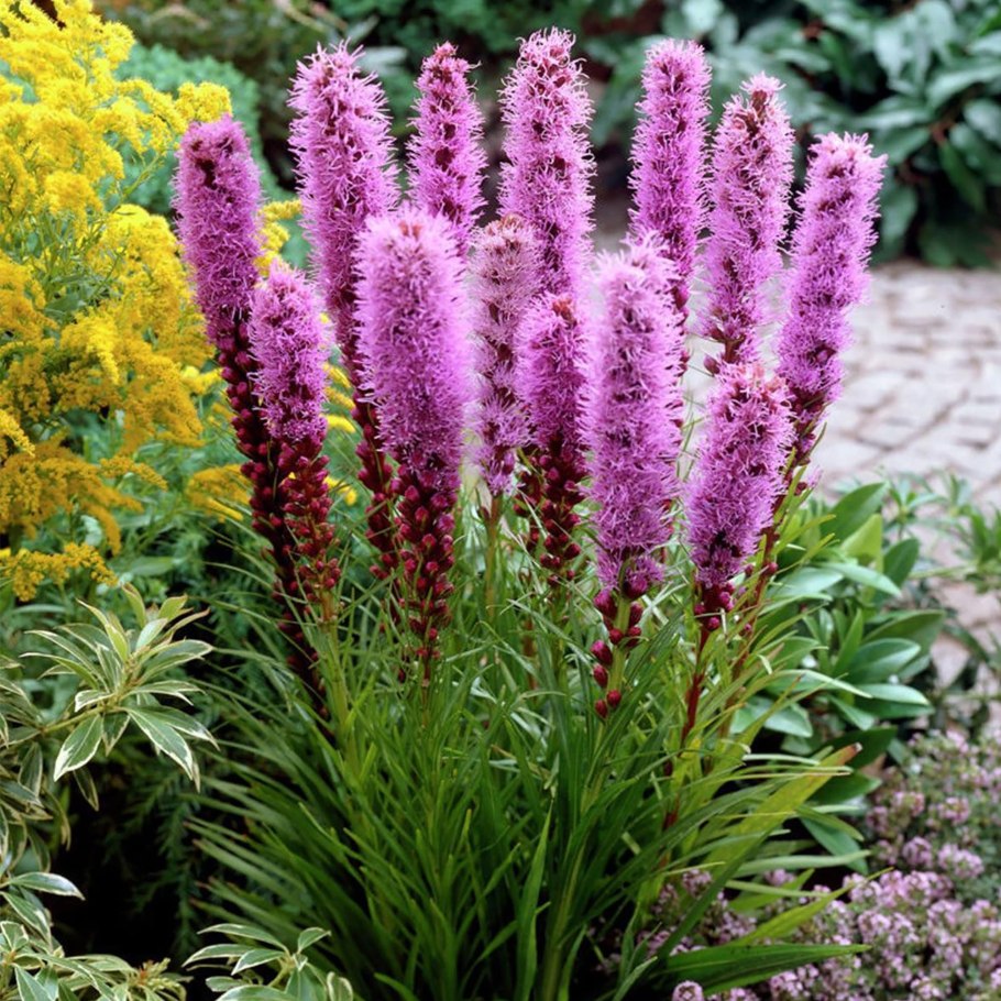 Лиатрис спиката spicata