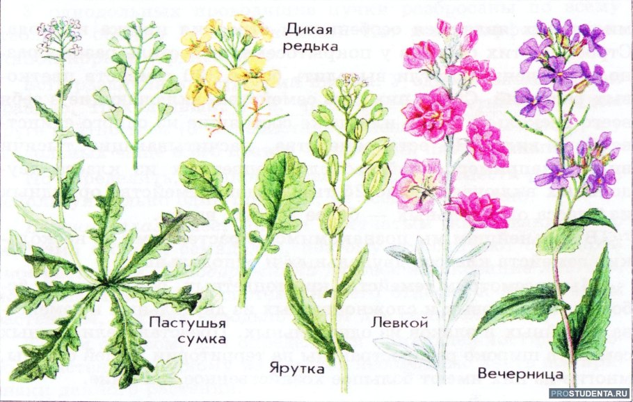 Горчица Полевая гербарий