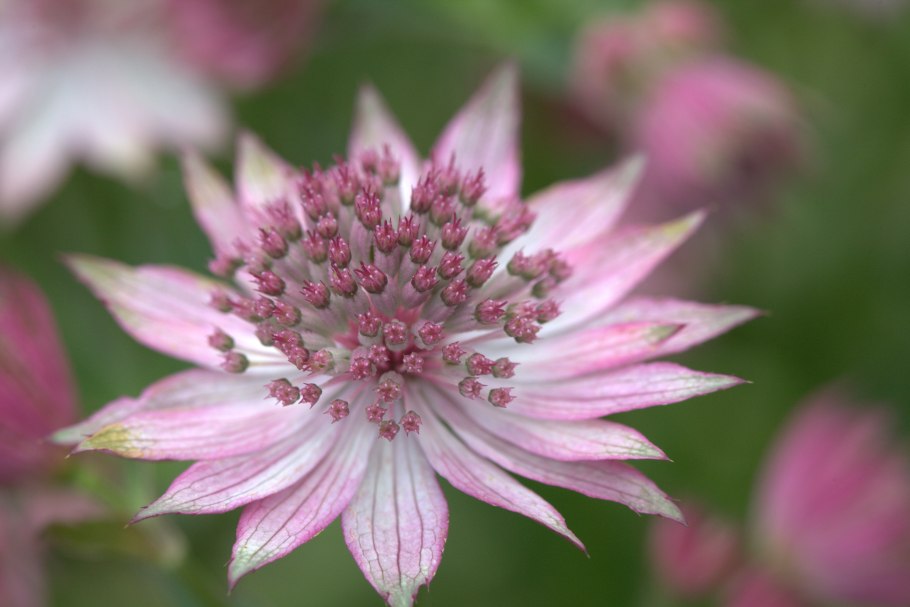 Астранция Спарклинг старс Уайт (Astrantia sparkling Stars White)