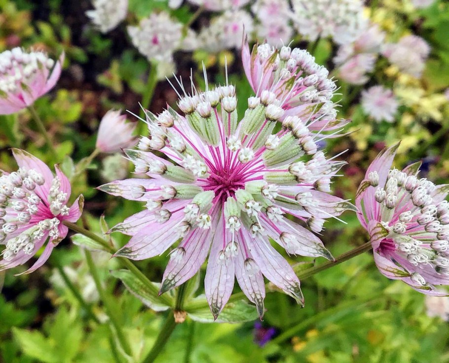 Astrantia major