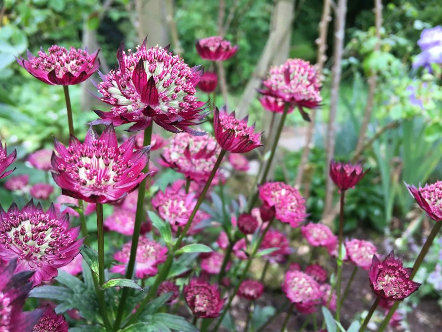 Астранция Astrantia Major Claret