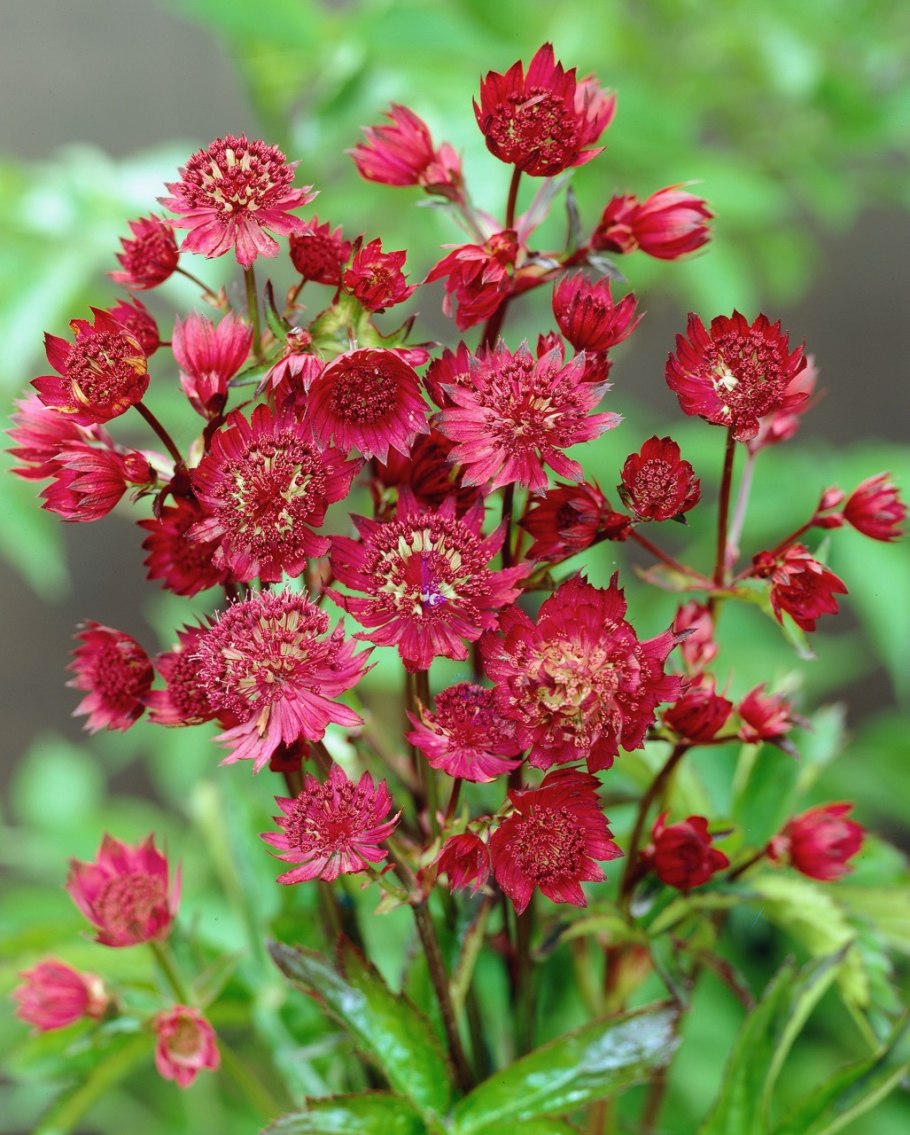 Астранция крупная (Astrantia Major)