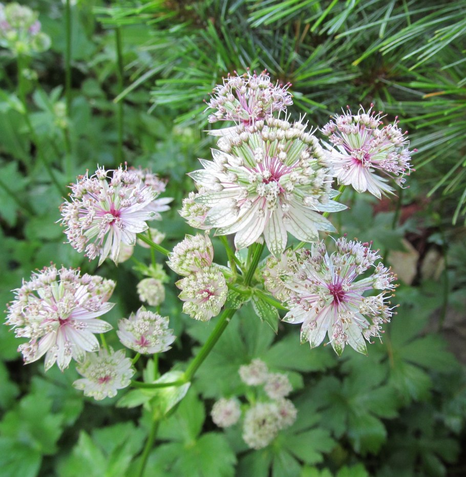 Астранция major rosea