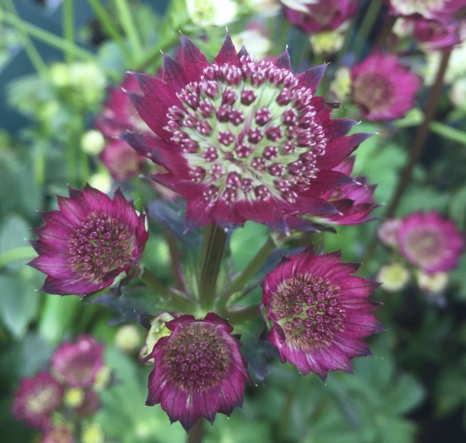 Астранция Astrantia Major Primadonna