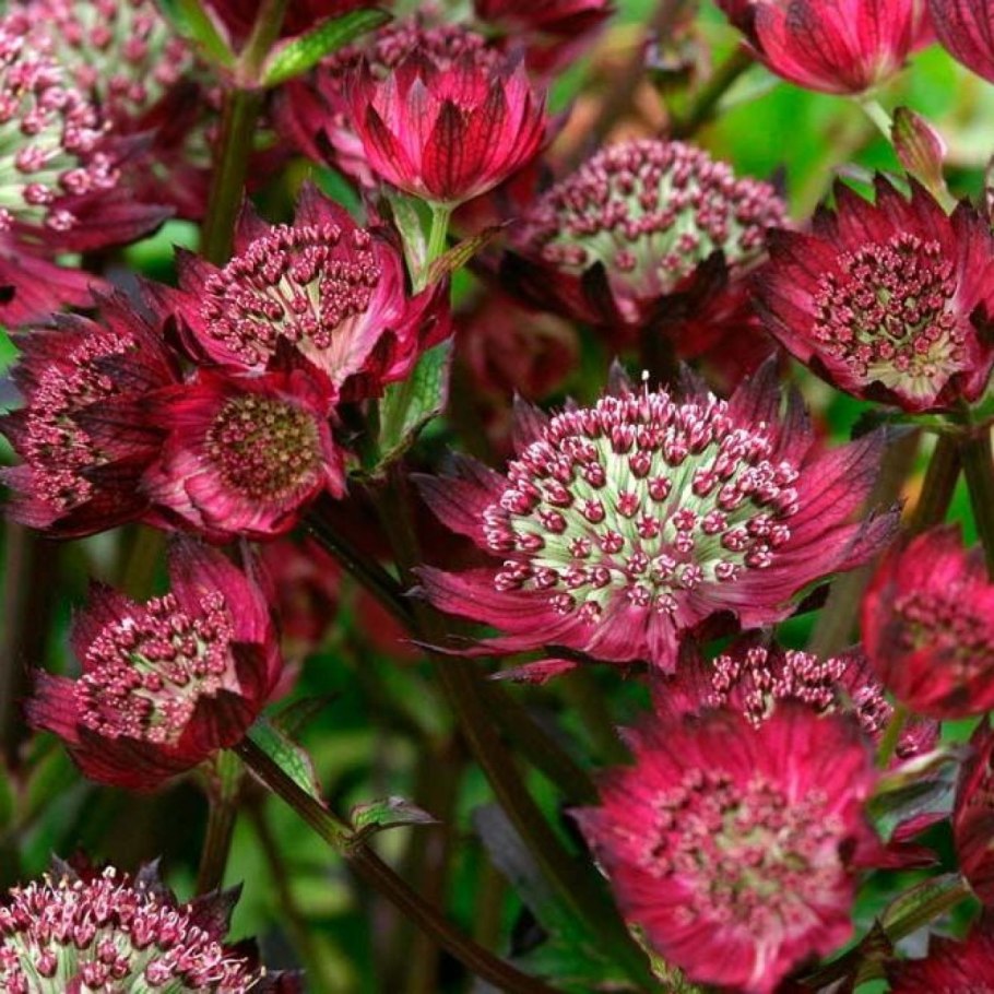 Астранция Major rosea