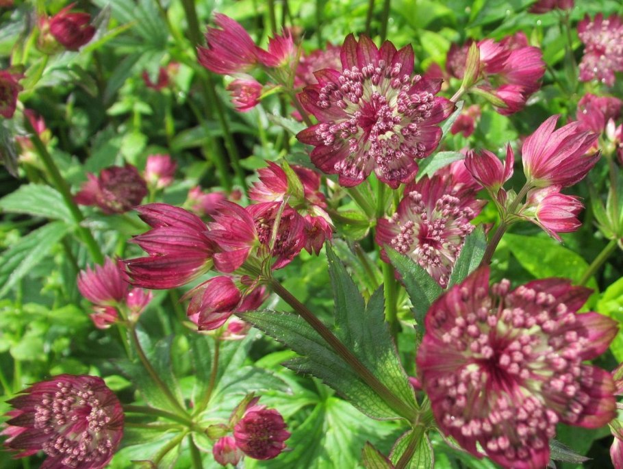 Астранция Astrantia Major Claret