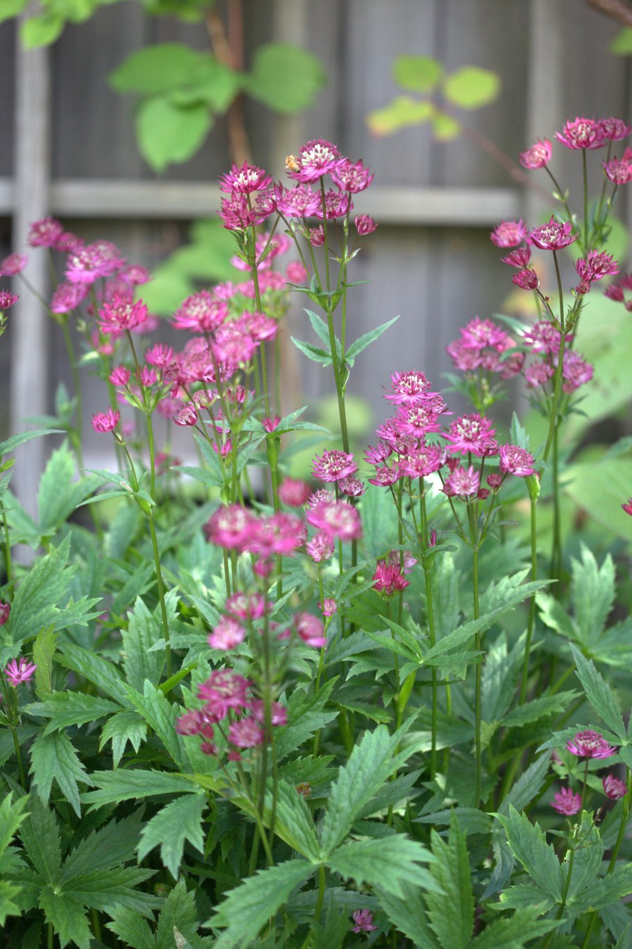 Астранция Astrantia Major Claret