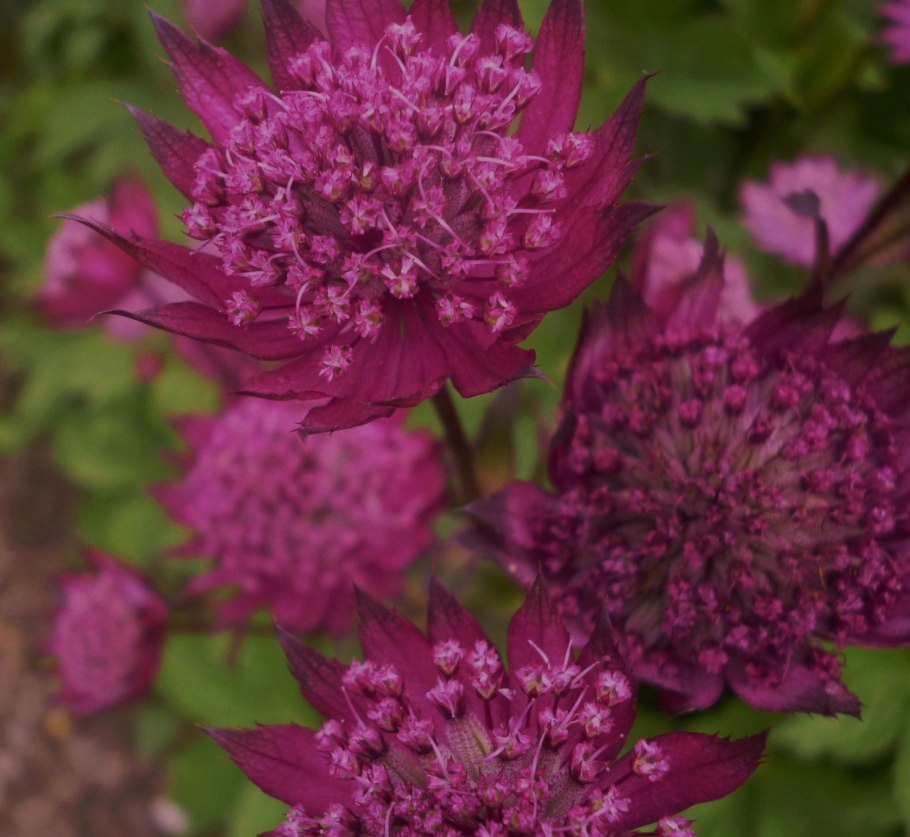 Астранция Astrantia Major. Ruby cloud