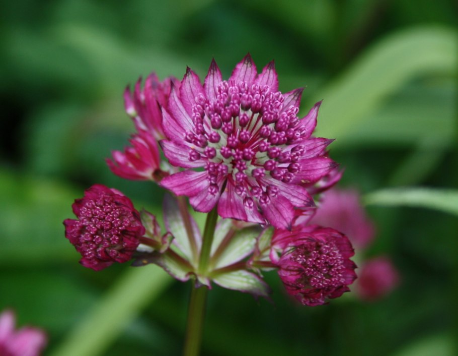 Астранция Розен симфония