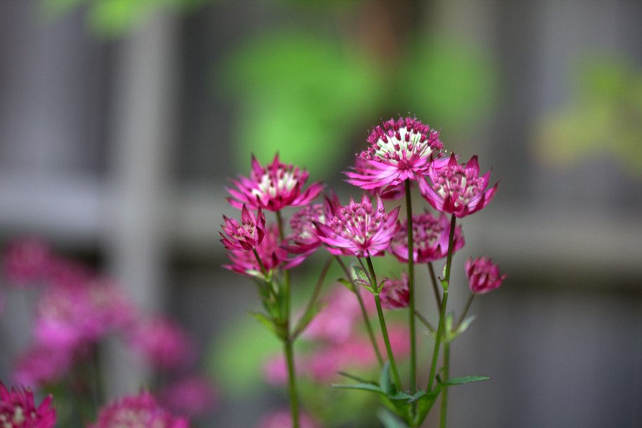 Астранция крупноцветковая Венеция