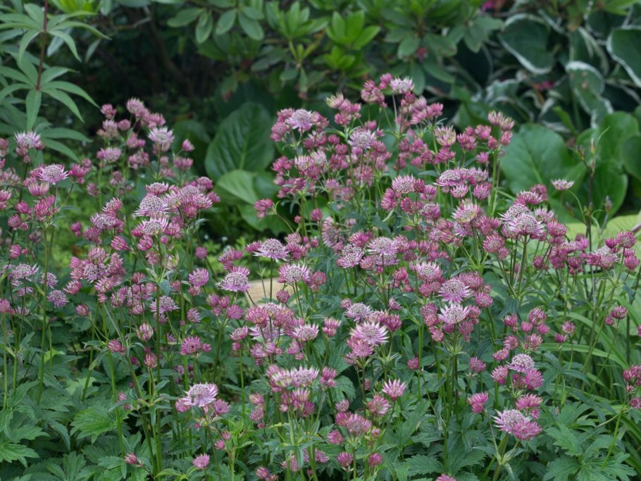 Астранция Astrantia Ruby Wedding