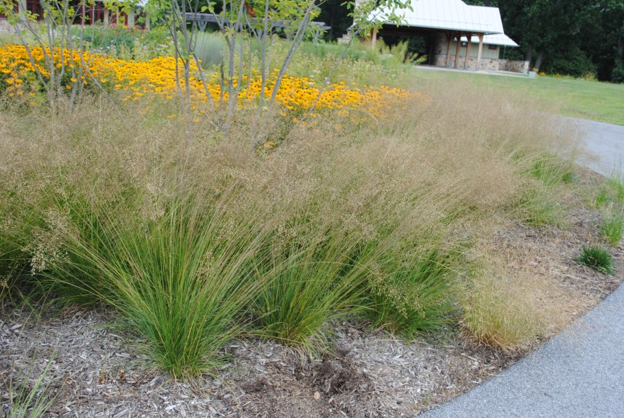 Щучка дернистая 'Goldtau'