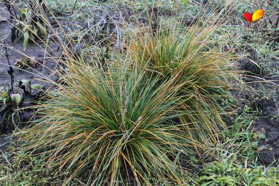 Deschampsia cespitosa Goldtau