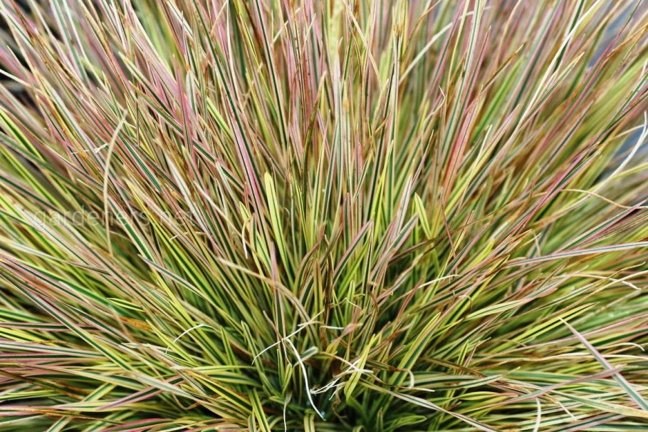 Щучка дернистая и манжетка