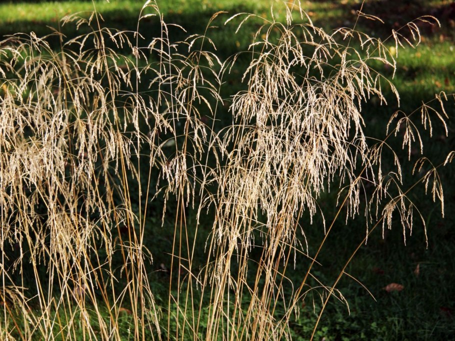 Щучка дернистая, Луговик дернистый
