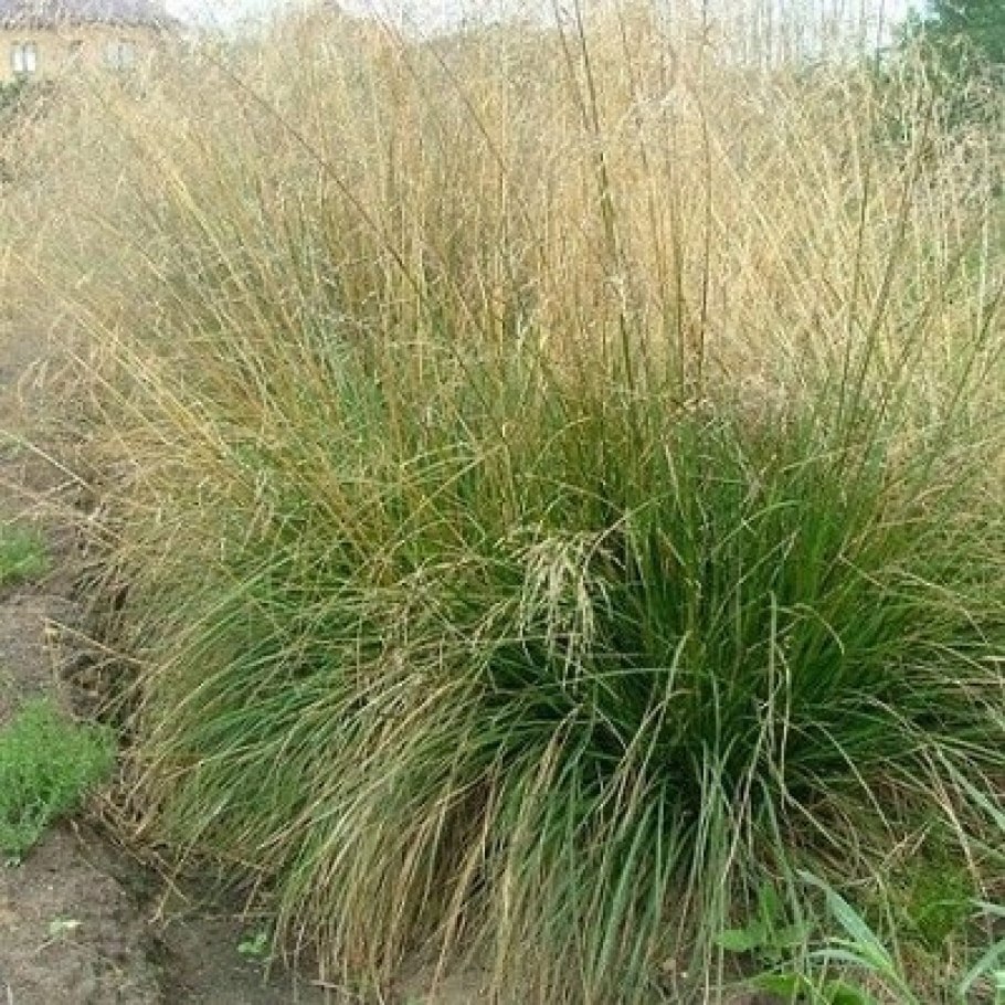 Луговик дернистый (Deschampsia cespitosa &#96;Goldtau&#96;)