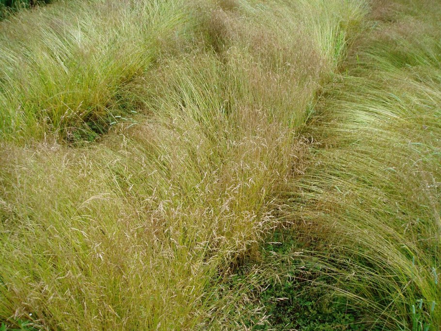 Щучка дернистая Deschampsia cespitosa