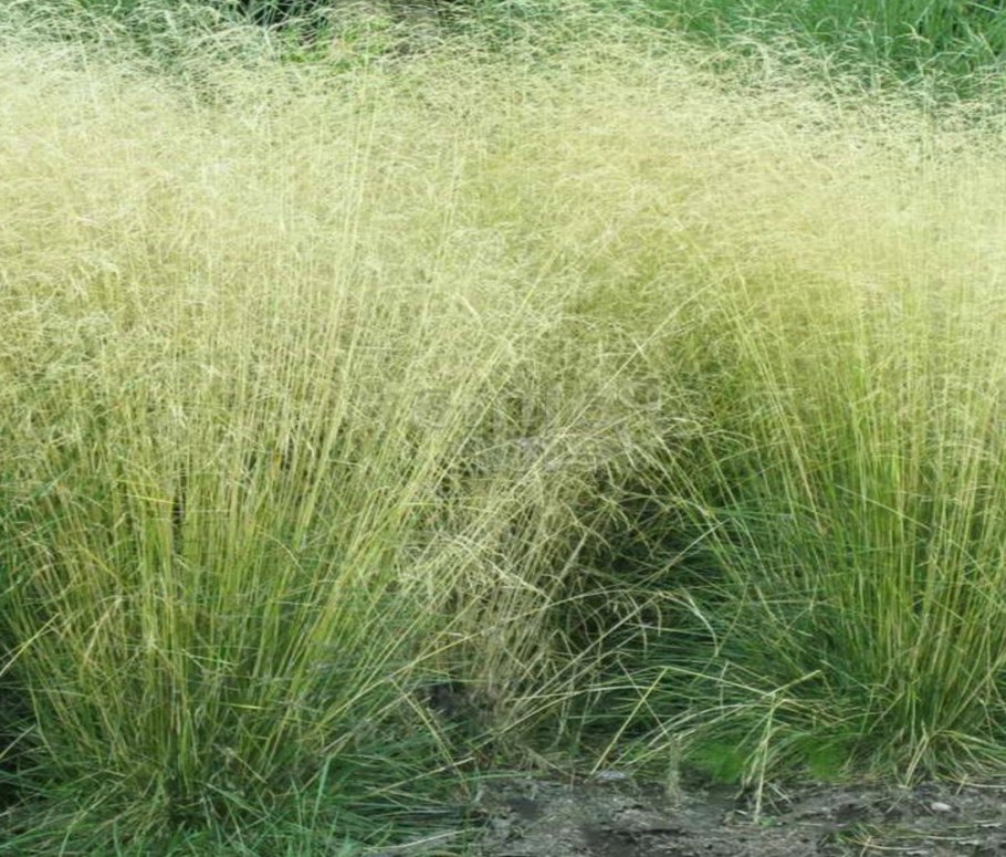 Щучка дернистая (Луговик) 'Tautrager'