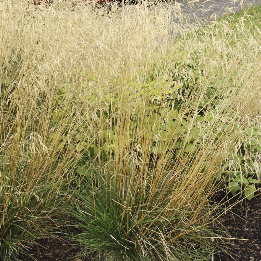 Дешампсия щучка дернистая