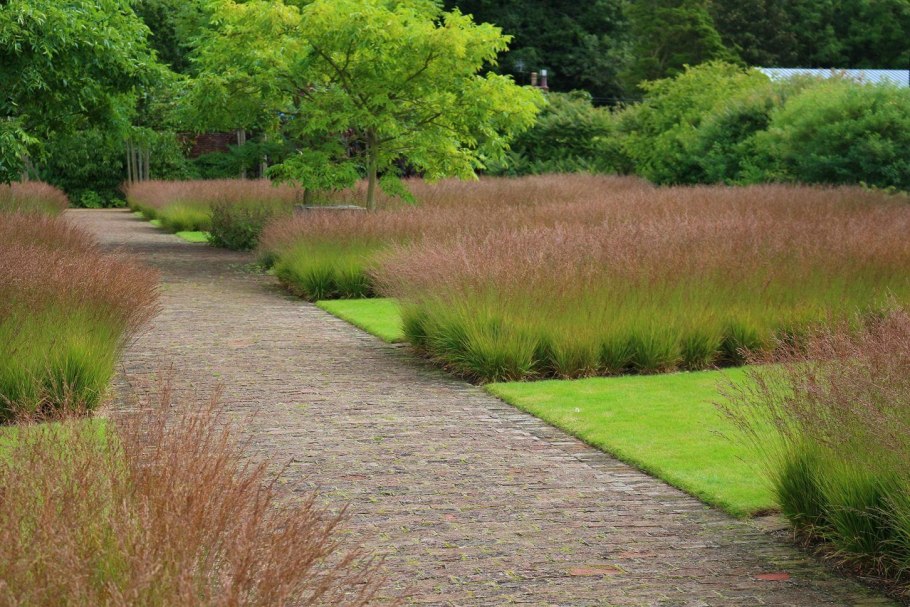 Луговик дернистый