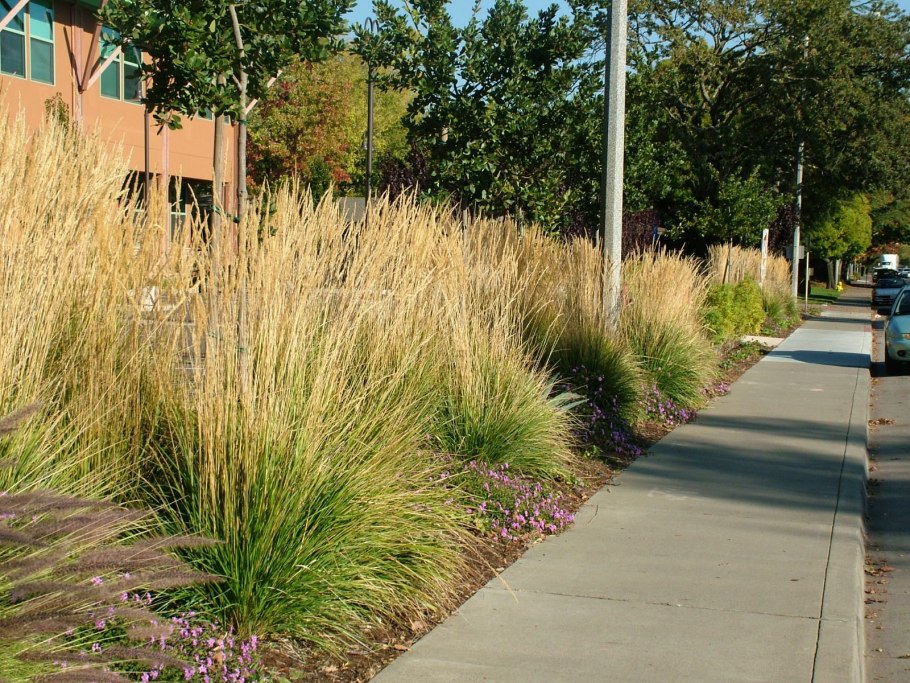 Дешампсия щучка дернистая