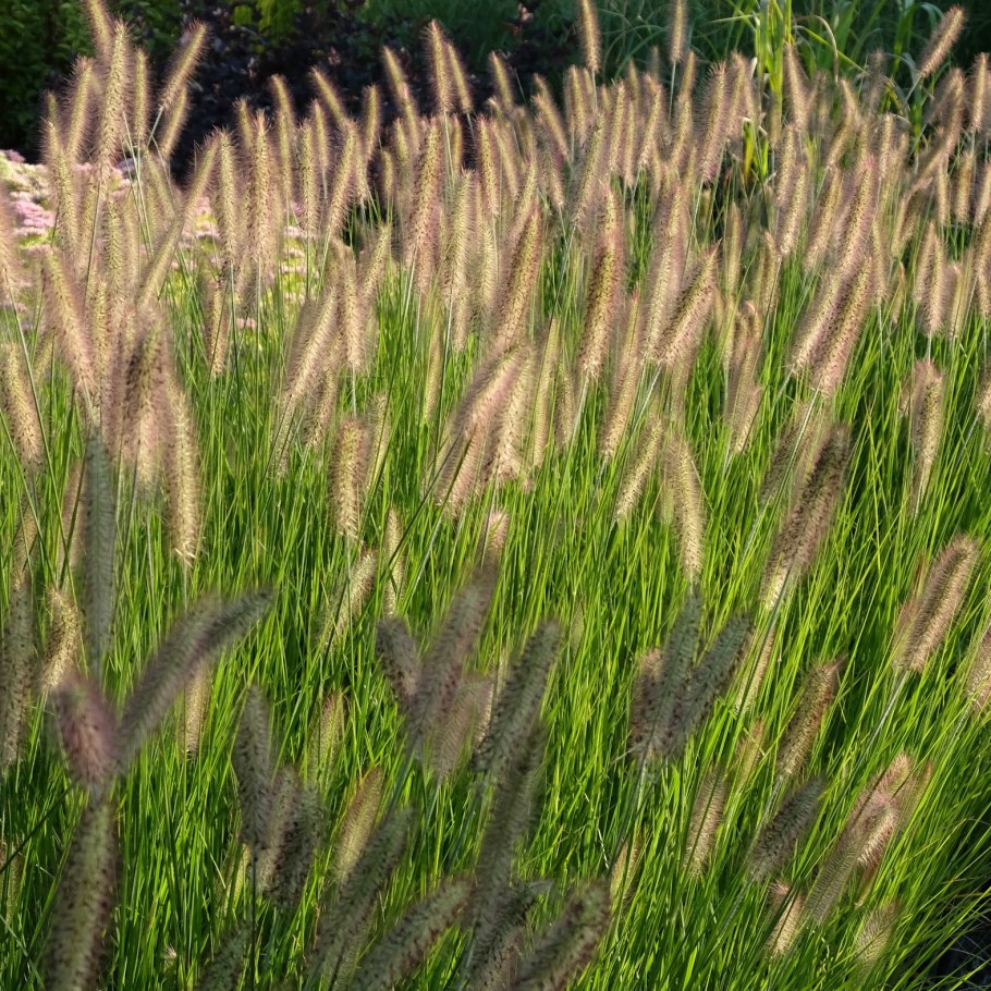 Щучка дернистая 'Pixie Fountain'