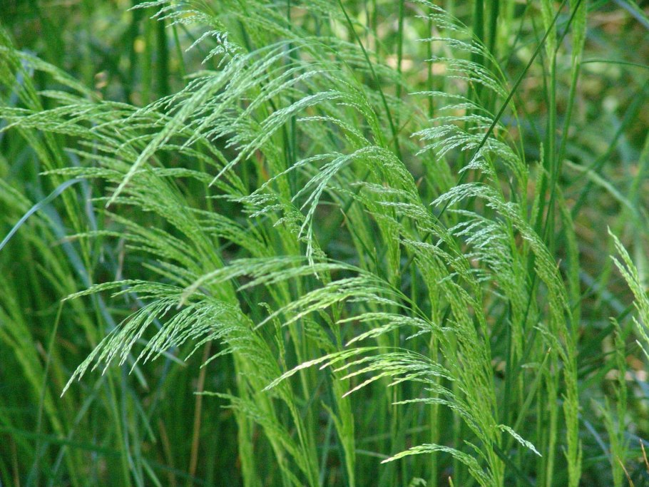 Щучка дернистая 'Goldschleier'