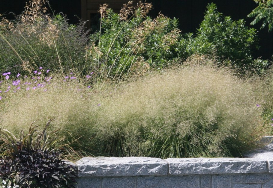 Луговик дернистый Палава