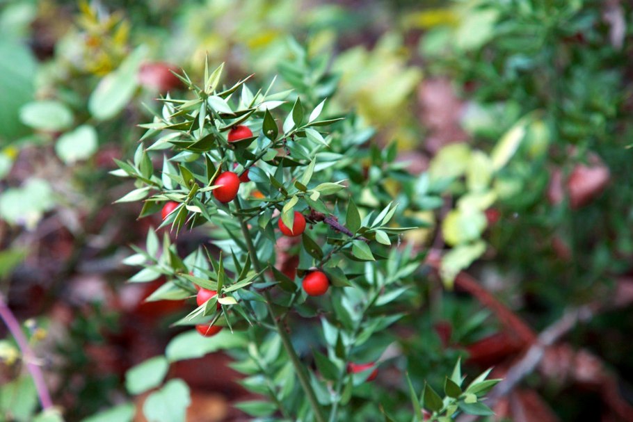 Рускус иглица