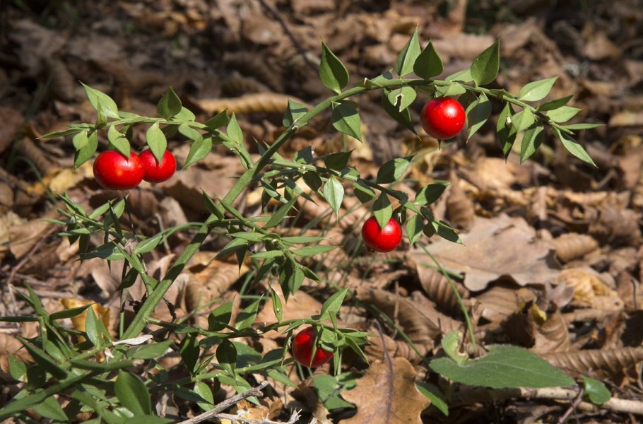 Иглица Колхидская