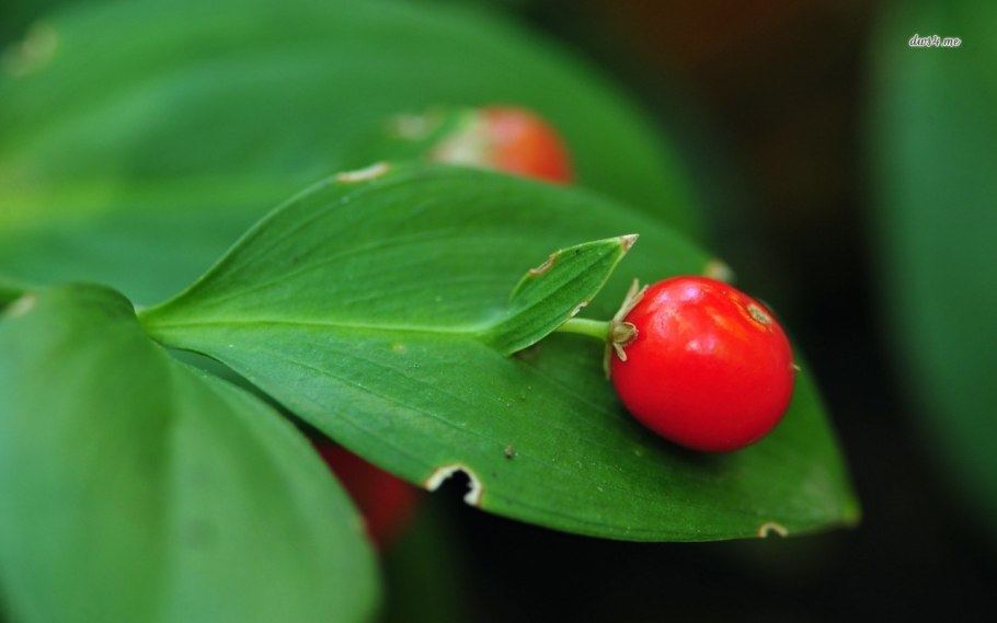 Иглица Колхидская