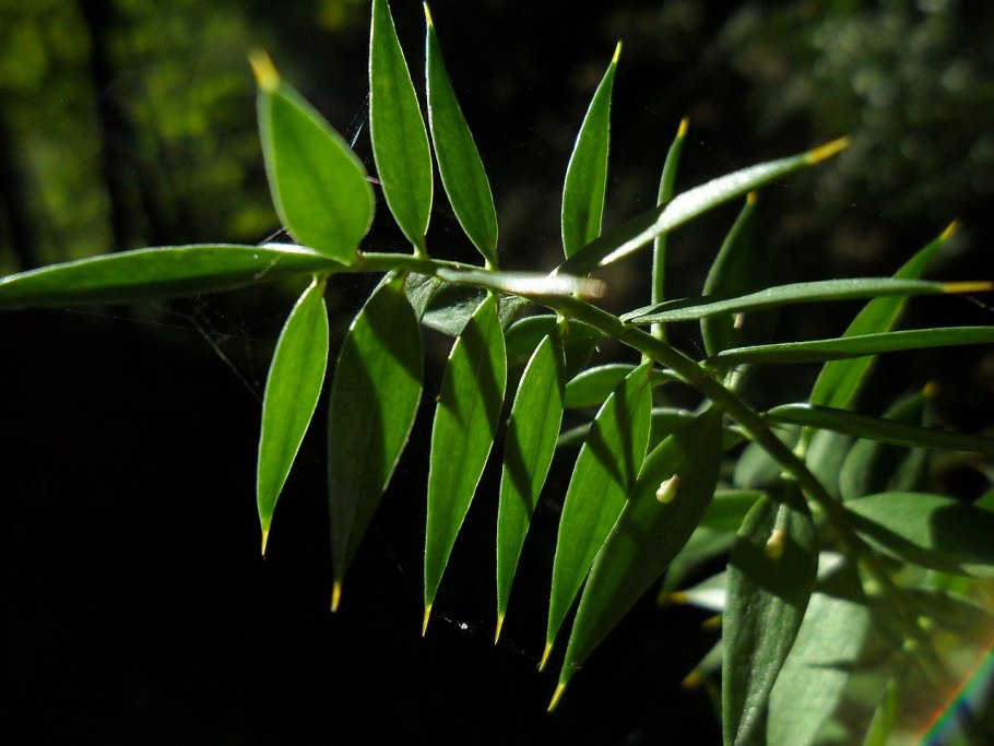 Рускус иглица