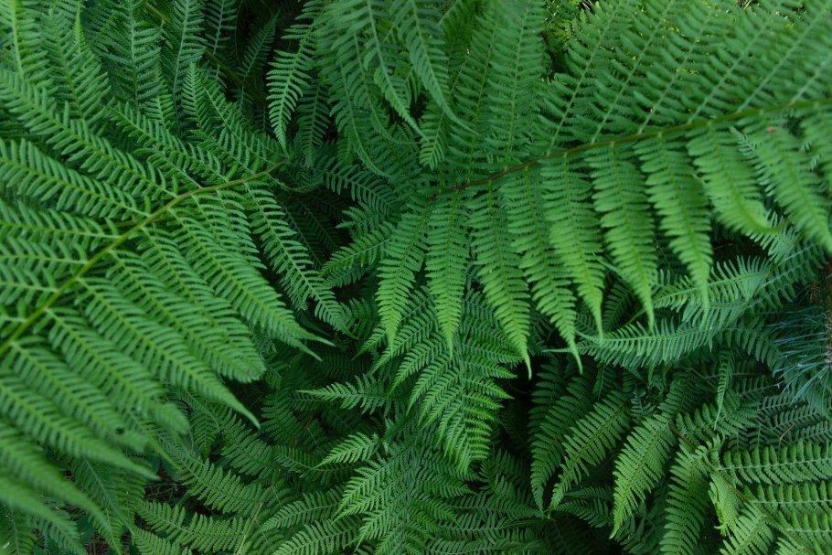 Папоротник маленький