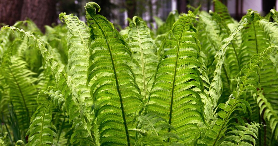 Жизненный цикл орляка обыкновенного (Pteridium aquilinum)