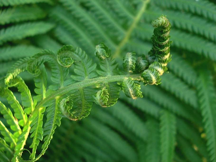 Dryopteris - Щитовник