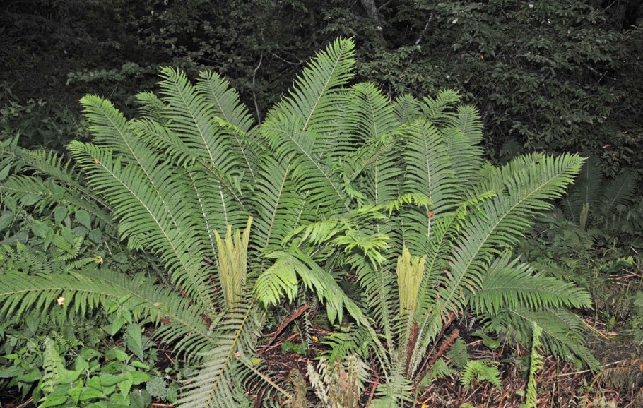 Гигрофит папоротник