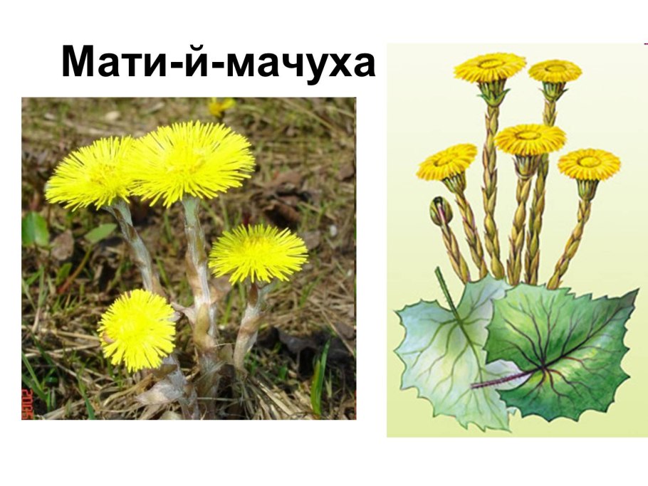 Мать и мачеха Лесная