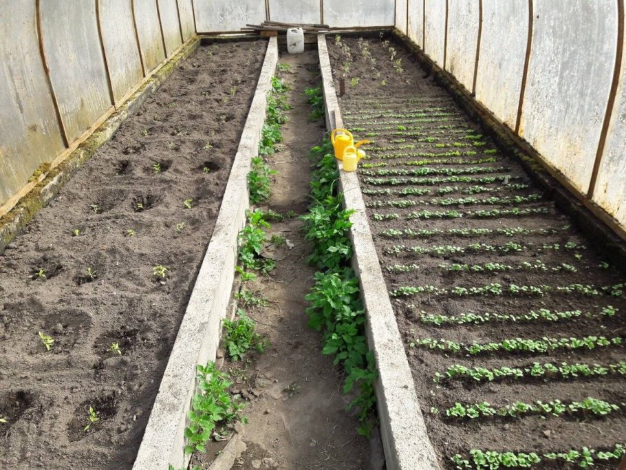 Редис в теплице