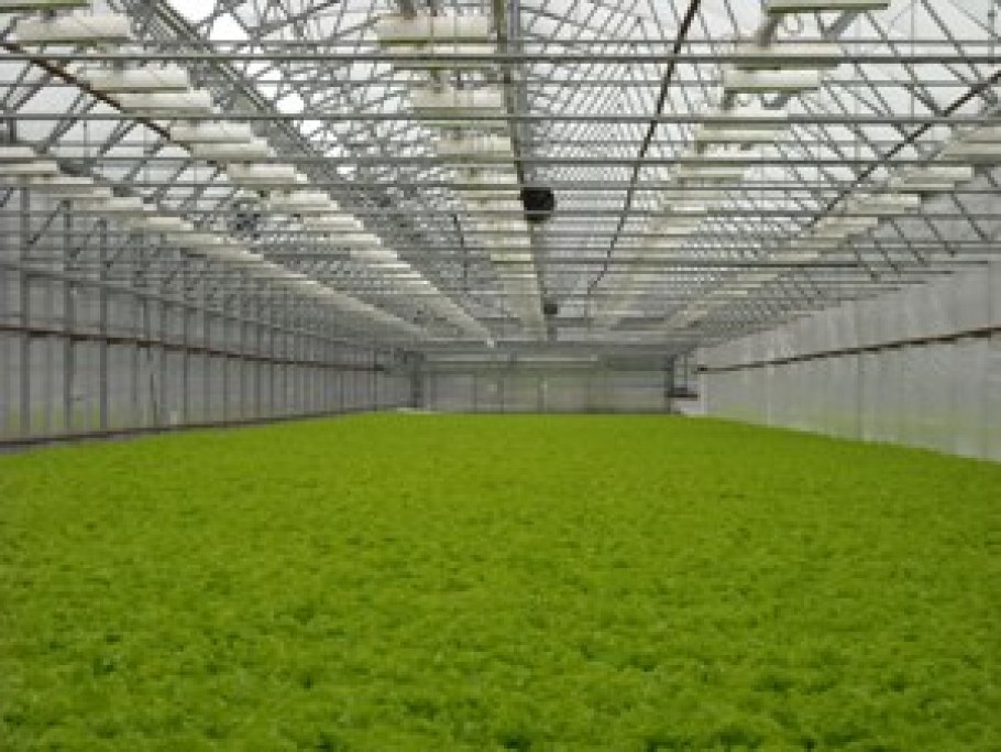 Зелень в теплице