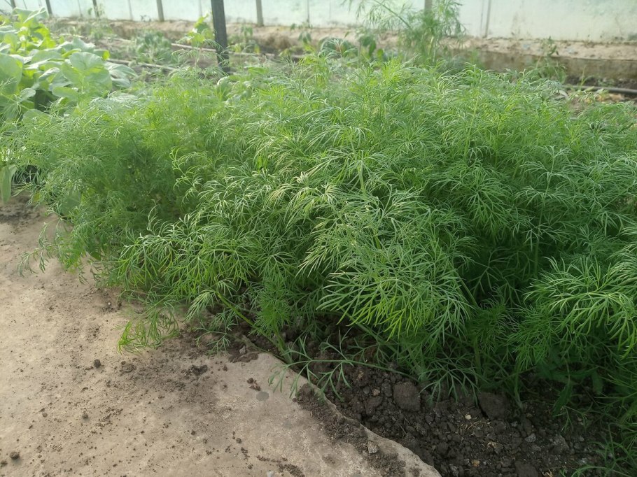 Укроп Кудрявец