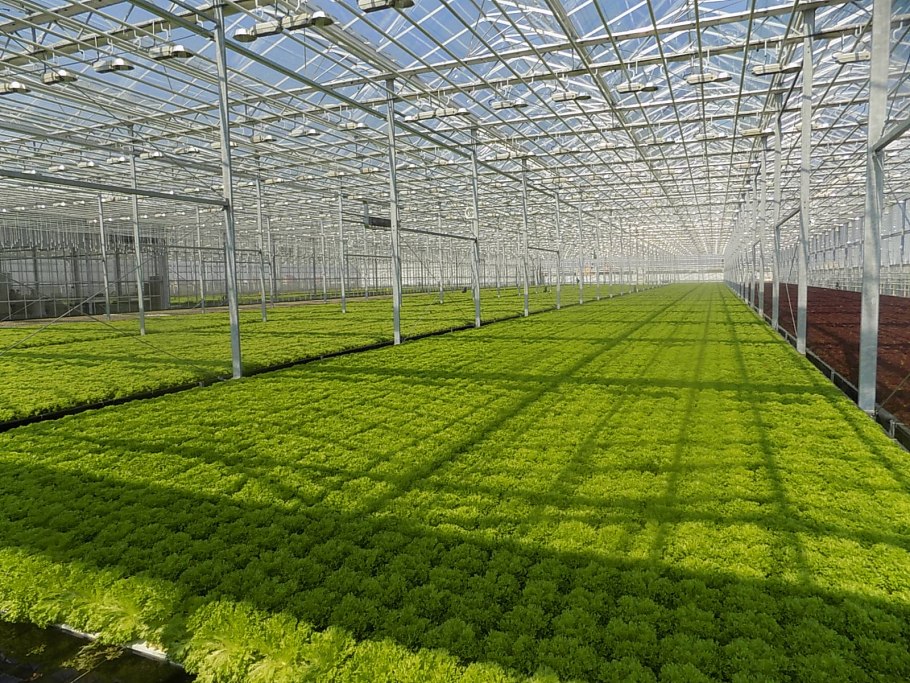Промышленные теплицы для зелени