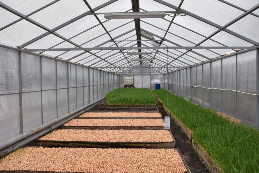 Лук зеленый тепличный