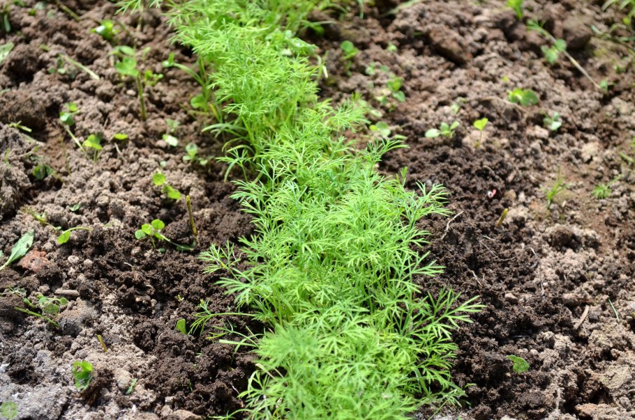 Парник для зелени