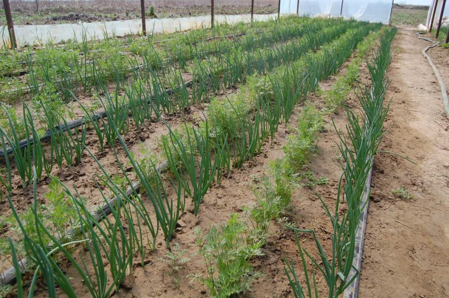 Петрушка посевная